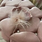 Αξεσουάρ Κορίτσι Νο 5